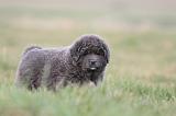 DOGUE DU TIBET 715